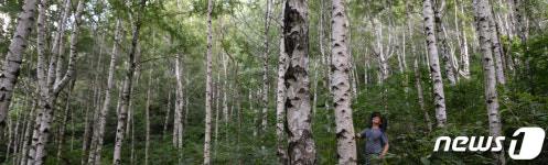 시원하게 펼쳐진 자작나무숲