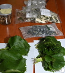 남원시, ‘곤달비’ 특화재배…공식 사업 추진으로 소득증대 노려