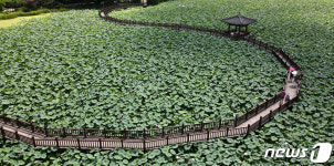 연꽃 향기 가득한 공원