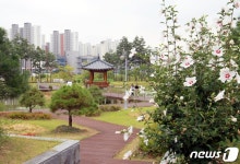 [풍경] 진천군 곳곳에 나라 꽃 무궁화 만개