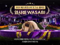 프로플랜 사료 먹은 강아지들, 미국 켄넬 클럽 도그쇼서 우승