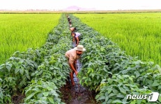 북한 과학적인 영농 방법, 논벼 영양관리에도 힘