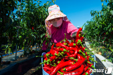 홍성군 ‘막덮기 부직포 터널’ 고추재배 30% 이상 더 수확