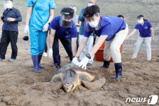 제주서 방류되는 바다거북