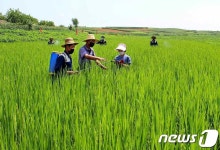식량 문제 직면한 북한 농사 결과는 사람의 의지로 규정된다
