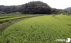 윤희숙 부친 세종 땅 가보니…잘 자란 벼 빼곡, IC 가까운 요지
