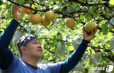 배가 잘 익어가네요!
