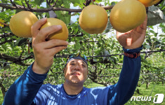 명절 앞두고 잘 익어갑니다