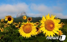 [포토]마이산과 어우러진 활짝 핀 해바라기