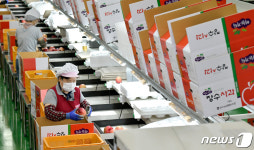 추석 선물용 사과 선별·포장 작업중