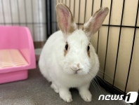 [가족의 발견(犬)]배봉산 둘레길 사육장에 갇혀 살던 토끼 4총사