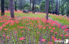 천년고찰 김천직지사에 활짝 핀 꽃무릇