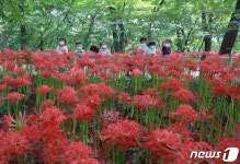 꽃무릇 만개한 함양 상림공원