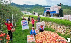 사과 수확 중인 북한 주민들…과일대풍 안아올 열의 밑에 투쟁