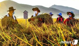 수확철 북한 은파군 협동농장…애국의 땀과 열정