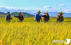연일 황금들녘 조명하는 북한…가을걷이 박차로 성과 강조