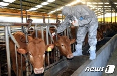 정읍시, 10월 말까지 가축 구제역 예방 백신 접종 완료