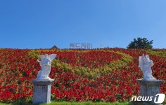 신안 병풍도에 맨드라미 200만 송이 만개…10월1~10일 랜선 축제