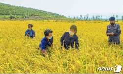 가을 곡식 사이서 얘기 나누는 북한 농민들