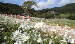 구절초 만개한 노루벌