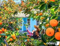 집집마다 감 열린 북한 안변군 천삼리의 풍경