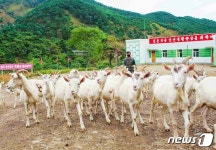 북한의 염소목장 토대 다지기…젖제품 생산에 큰 힘