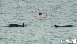 제주 돌고래가 위험하다…지느러미 잘리고 쓰레기 옆 헤엄