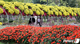 국화꽃 만개한 유림공원