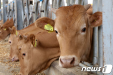 양양한우, 강원축산경진대회 한우출하성적 최우수상