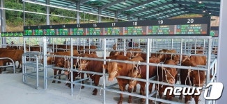 농협, 스마트 가축시장 플랫폼 구축 시범사업 추진