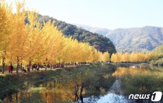 가을빛으로 물든 괴산 은행나무길…이번 주말 절정
