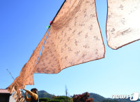 염색하기 딱 좋은날