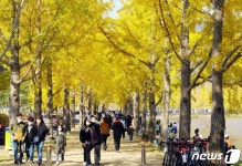황금빛으로 물든 괴산 문광 은행나무길 인파 북적