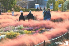 [화보]화순 남산공원 국화향기 물씬…사전예약제로 안전하게