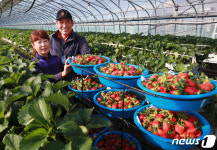 가을 설향 딸기 첫 수확