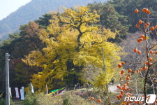 [풍경] 충북 영동의 천년고찰 영국사 노랗게 물든 은행나무 장관