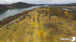 노랗게 물든 강천섬