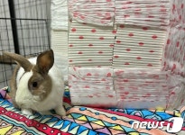 대경산업, 동물권단체 하이에 배변패드 후원…토끼도 반려동물