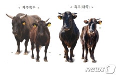 ‘제주흑우 육지로 첫 반출…경남 함양으로 2마리 이송