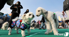 잘 지냈냥~ 그렇지멍~ 노원구 ‘반려동물축제’