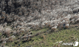 새하얀 눈 같은 억새풀