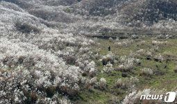 넘실대는 억새풀