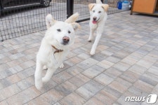 청와대 분양 받은 풍산개 이름은?…강원 고성군 공모
