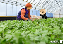 장수군, 아열대 향신채소 고수 새 소득작목으로 육성