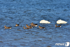 형산강 찾아온 기러기