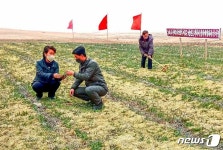 밀 농사 성과 북한 만흥협동농장…앞선 영농법 도입에 적극