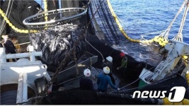 2024년까지 매년 태평양 참치 어획할당량 114톤 추가 확보…3년간 총 342톤