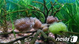 수산과학원 "산란기 도루묵 포획 자제 당부"