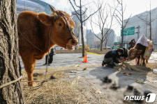 서울 도심에 나타난 소 두 마리