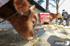 덕수궁 담벼락 앞에 등장한 소 두 마리